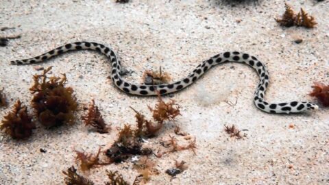 Myrichthys_maculosus-768x432-card
