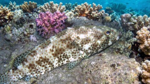Коричневопятнистый групер — Epinephelus fuscoguttatus