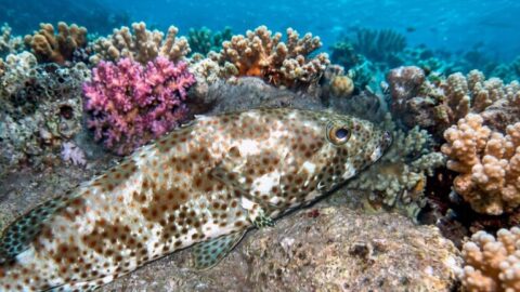 Коричневопятнистый групер — Epinephelus fuscoguttatus