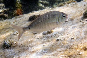 Diplodus-noct