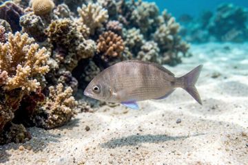 Diplodus-noct_2