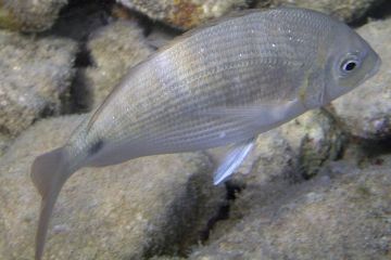Diplodus-noct_3